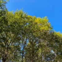 581 Acres Devers Forest images 5