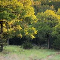 Rough Creek Ranch images 3