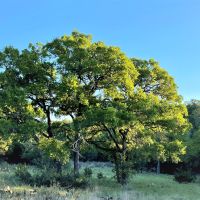 Rough Creek Ranch images 4