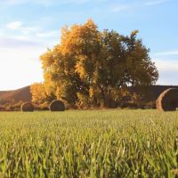 Peach Valley Ranch Hawkins images 2