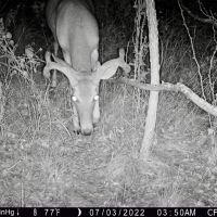 Woodard Farms images 4