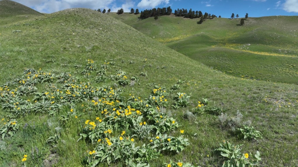 N. Fork Shell Creek Ranch featured image