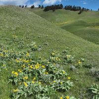 N. Fork Shell Creek Ranch