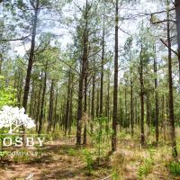 Clark Tract images 4