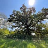 Rural 18 Acres in NW Nacogdoches County images 3