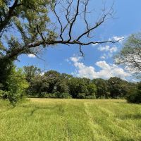 Rural 18 Acres in NW Nacogdoches County images 4